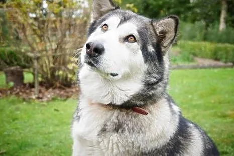 Kala - spokojna, kontaktowa suczka do adopcji,  do