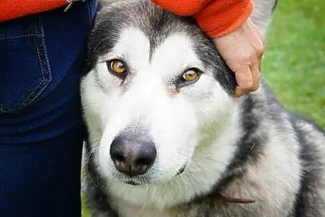 Kala - spokojna, kontaktowa suczka do adopcji,  do