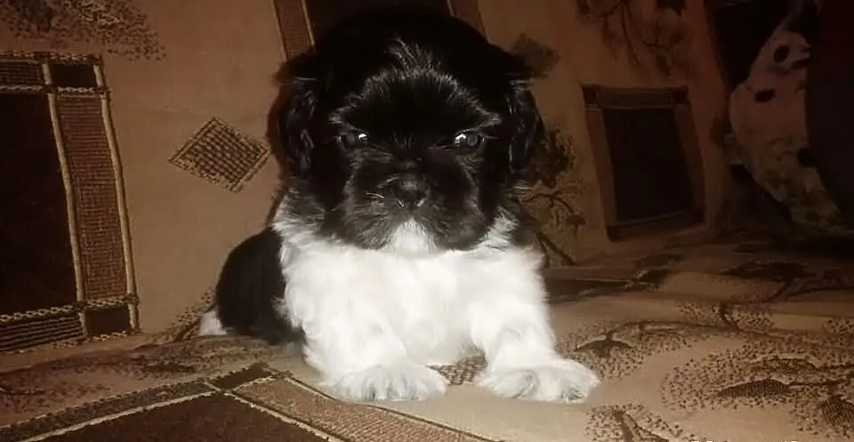Sprzedam piękną suczkę rasy shi tzu