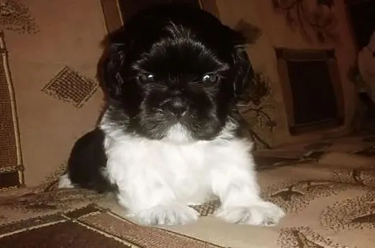 Sprzedam piękną suczkę rasy shi tzu