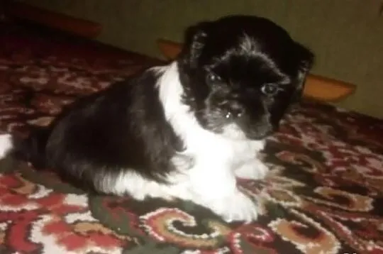 Sprzedam piękną suczkę rasy shi tzu