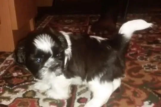 Sprzedam piękną suczkę rasy shi tzu