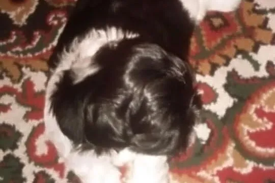 Sprzedam piękną suczkę rasy shi tzu