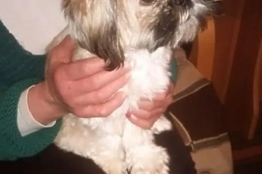 Sprzedam piękną suczkę rasy shi tzu