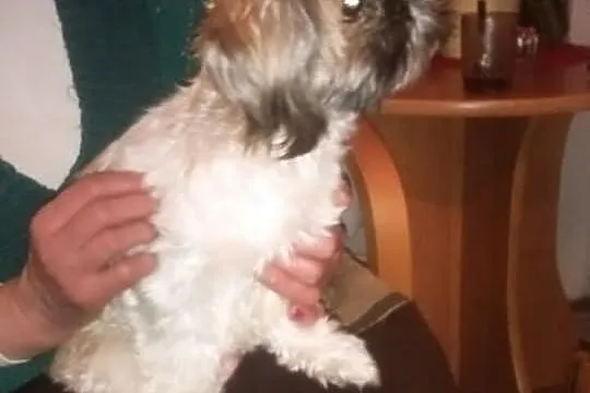 Sprzedam piękną suczkę rasy shi tzu