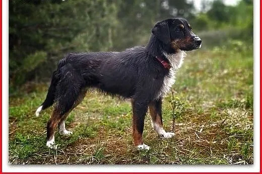 11kg,grzeczny,idealny,łagodny,cichy,rodzinny pies , Warszawa