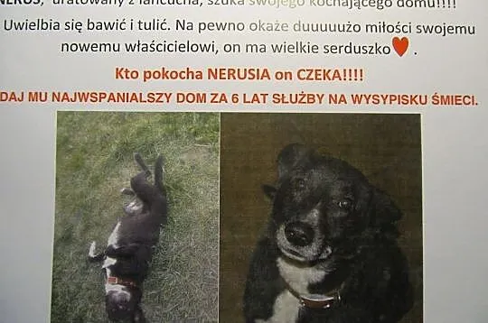 Pełen energii, przyjaciel każdego, zdrowy i uśmiec