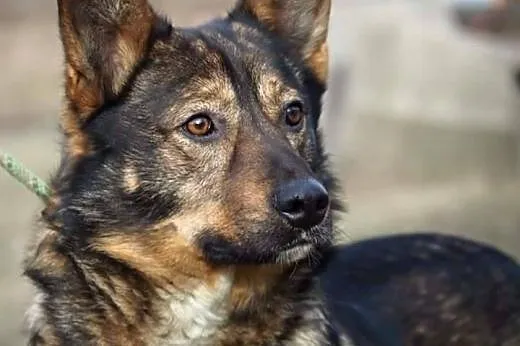 Ocal Enzo młodego psiaka przed schroniskiem o złej reputacji,  Kundelki cała Polska
