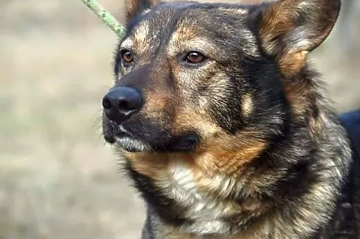 Ocal Enzo młodego psiaka przed schroniskiem o złej