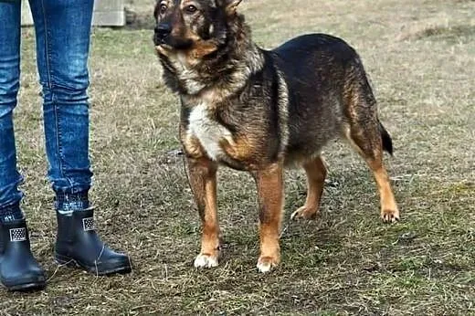 Ocal Enzo młodego psiaka przed schroniskiem o złej