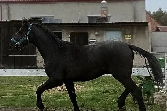 Siwy ogier SP, Wielkopolskie, Dębno Polskie
