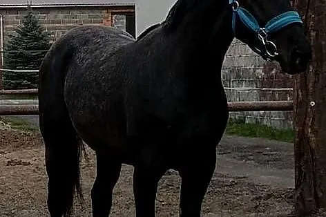 Siwy ogier SP, Wielkopolskie, Dębno Polskie