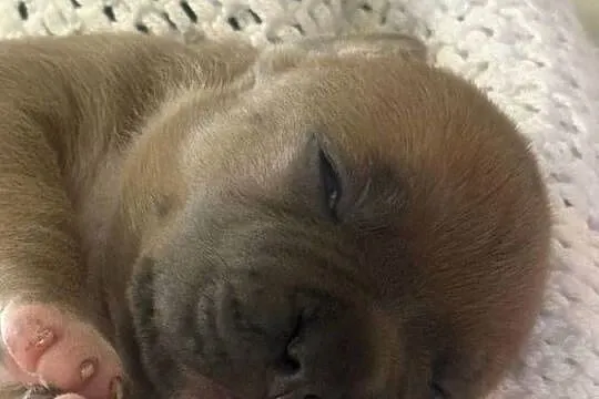Amstaff. Zapraszamy do rezerwacji. Szczenięta o pięknej budowie., Warmińsko-mazurskie, Sarnowo