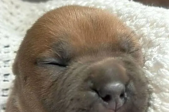 Amstaff. Zapraszamy do rezerwacji. Szczenięta o pięknej budowie., Warmińsko-mazurskie, Sarnowo