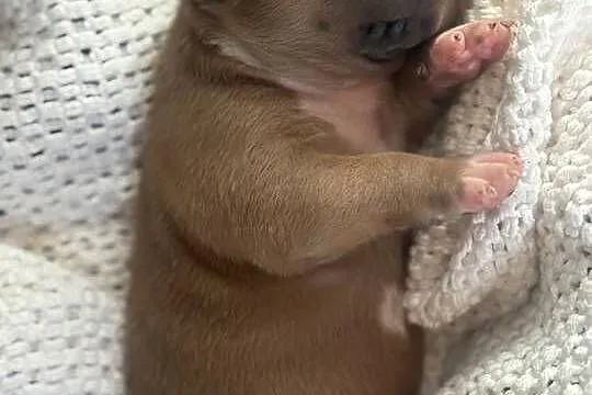 Amstaff. Zapraszamy do rezerwacji. Szczenięta o pięknej budowie., Warmińsko-mazurskie, Sarnowo