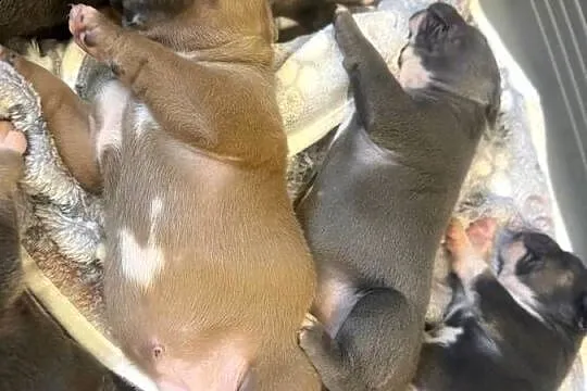 Amstaff. Zapraszamy do rezerwacji. Szczenięta o pięknej budowie., Warmińsko-mazurskie, Sarnowo