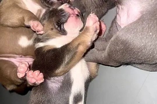 Amstaff. Zapraszamy do rezerwacji. Szczenięta o pięknej budowie., Warmińsko-mazurskie, Sarnowo