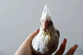 Nimfa, ręcznie karmiona oswojona papuga.