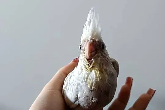 Nimfa, ręcznie karmiona oswojona papuga.