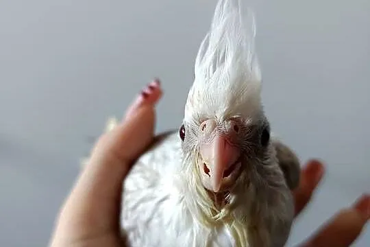 Nimfa, ręcznie karmiona oswojona papuga., Mazowieckie, Warszawa