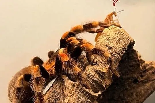Brachypelma Hamorii Samice Samce