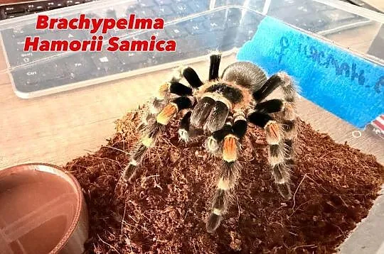 Brachypelma Hamorii Samice Samce, Dolnośląskie, Głogów