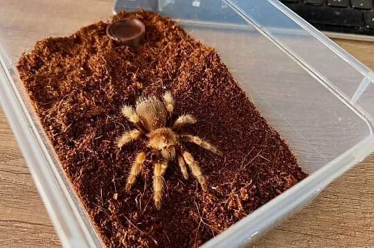 Brachypelma Hamorii Samice Samce, Dolnośląskie, Głogów