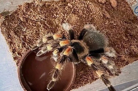 Brachypelma Hamorii Samice Samce, Dolnośląskie, Głogów