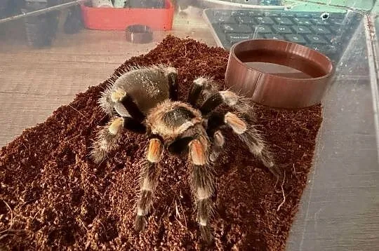 Brachypelma Hamorii Samice Samce, Dolnośląskie, Głogów
