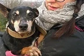 Kropek - Nie umiem oddać wolności,  śląskie Bielsk