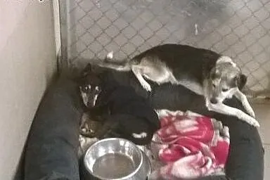Kropek - Nie umiem oddać wolności,  śląskie Bielsk