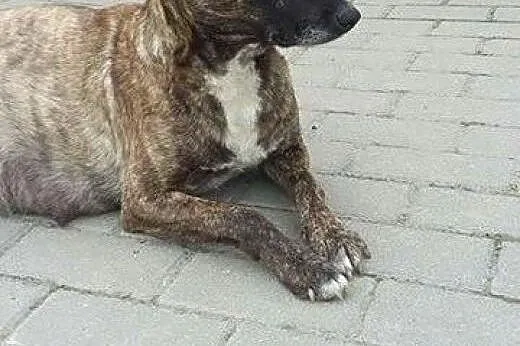 Psia rodzina na lodzie – Lara i jej szcz