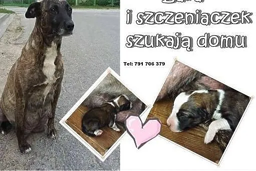 Psia rodzina na lodzie – Lara i jej szcz