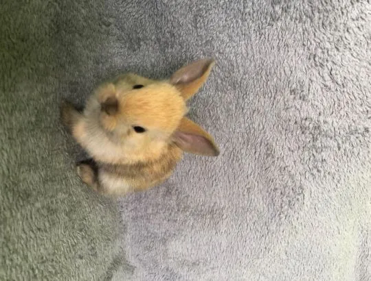 Królik miniaturka karzełek Teddy, sprzedam samiczki i samczyki samodzielne i zadbane, , Wadowice