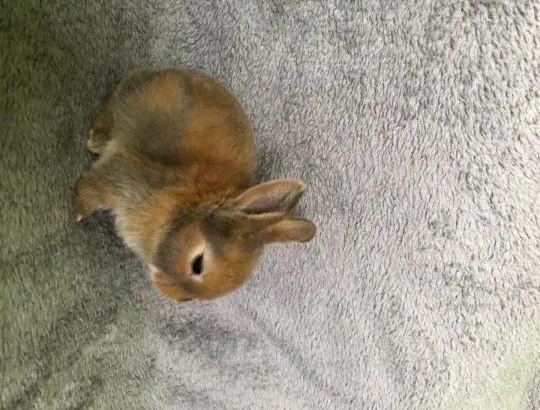 Królik miniaturka karzełek Teddy, sprzedam samiczki i samczyki samodzielne i zadbane, , Wadowice