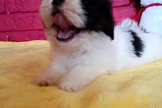 SHIH TZU piękne malutkie szczenięta Tricolor Biało czarne ., Zachodniopomorskie, Szczecinek