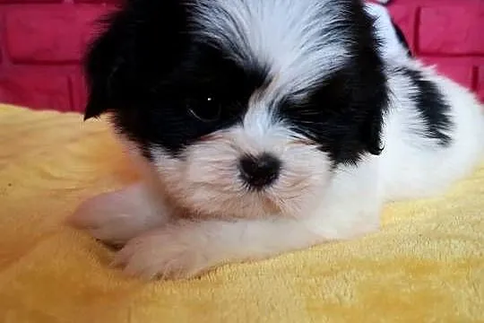 SHIH TZU piękne malutkie szczenięta Tricolor Biało czarne ., Zachodniopomorskie, Szczecinek