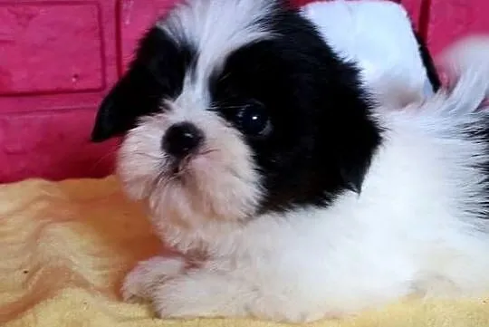 SHIH TZU piękne malutkie szczenięta Tricolor Biało czarne ., Zachodniopomorskie, Szczecinek