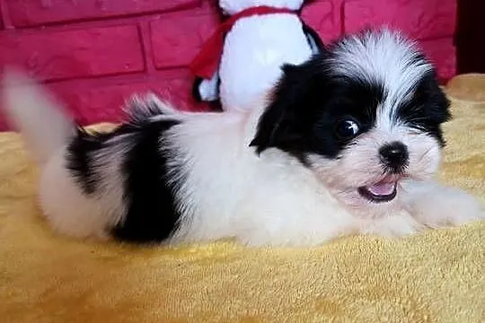 SHIH TZU piękne malutkie szczenięta Tricolor Biało czarne ., Zachodniopomorskie, Szczecinek