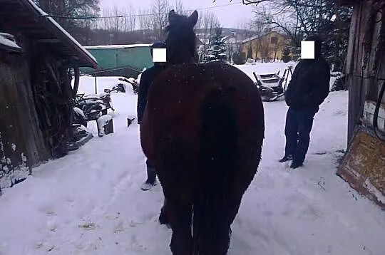 Sprzedam Klacz zimnokrwistą TANIO!