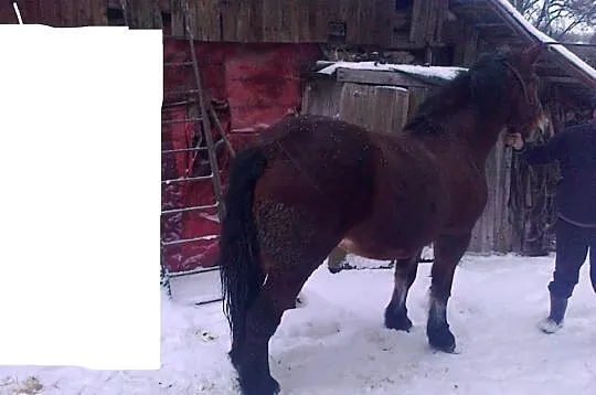 Sprzedam Klacz zimnokrwistą TANIO!
