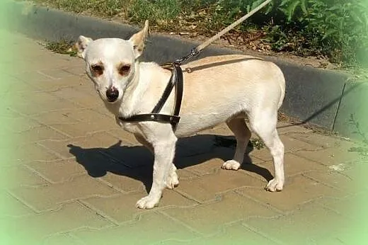 Malenka mix pinczerka,adopcia!!,  świętokrzyskie Kielce