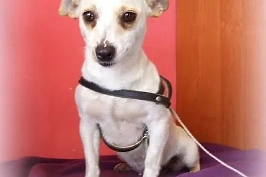 Malenka mix pinczerka,adopcia!!,  świętokrzyskie K