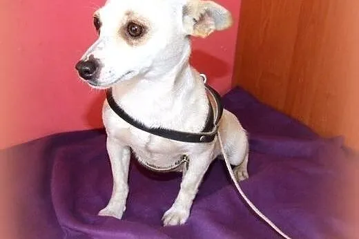 Malenka mix pinczerka,adopcia!!,  świętokrzyskie K
