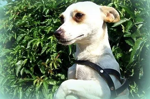 Malenka mix pinczerka,adopcia!!,  świętokrzyskie K