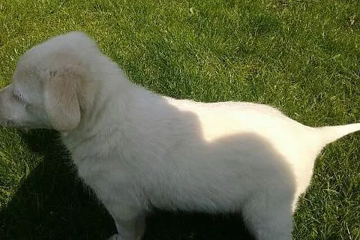 Dwie białe sunie 2,5 miesiaca,adopcja!!,  świętokr