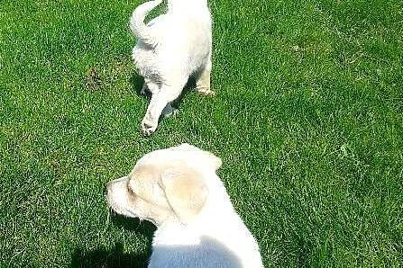 Dwie białe sunie 2,5 miesiaca,adopcja!!,  świętokr