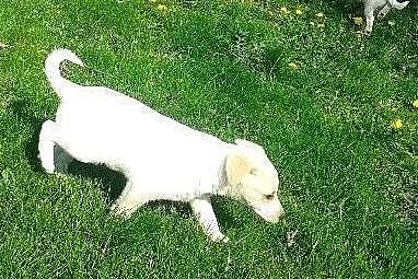 Dwie białe sunie 2,5 miesiaca,adopcja!!,  świętokr