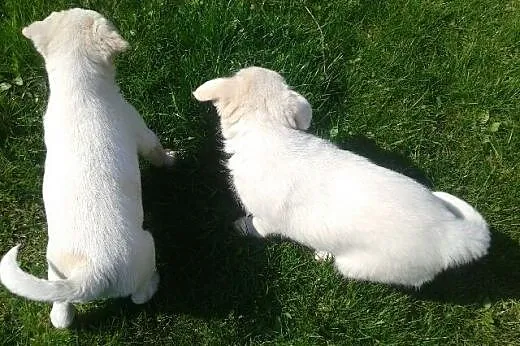 Dwie białe sunie 2,5 miesiaca,adopcja!!,  świętokr