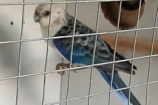 Rozella żółtolica Samiec, Wielkopolskie, Ostroróg